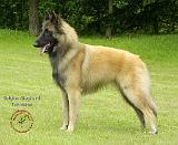 Belgian Shepherd Dog 8W049D-04